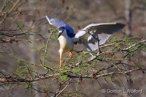 Night Heron Landing_45574.jpg - Black-crowned Night Heron (Nycticorax nycticorax)Photographed at Lake Martin near Breaux Bridge, Louisiana, USA.